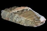 Bargain- Petrified Wood (Araucioxylon) - Circle Cliffs, Utah #104617-1